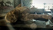 How Did Vesuvius Kill in Pompeii?